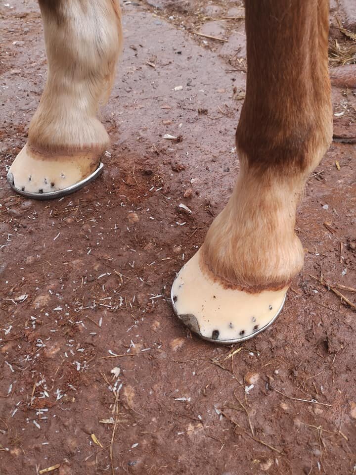 Equine farrier Frank Reynolds Farrier Services Qualified Farrier